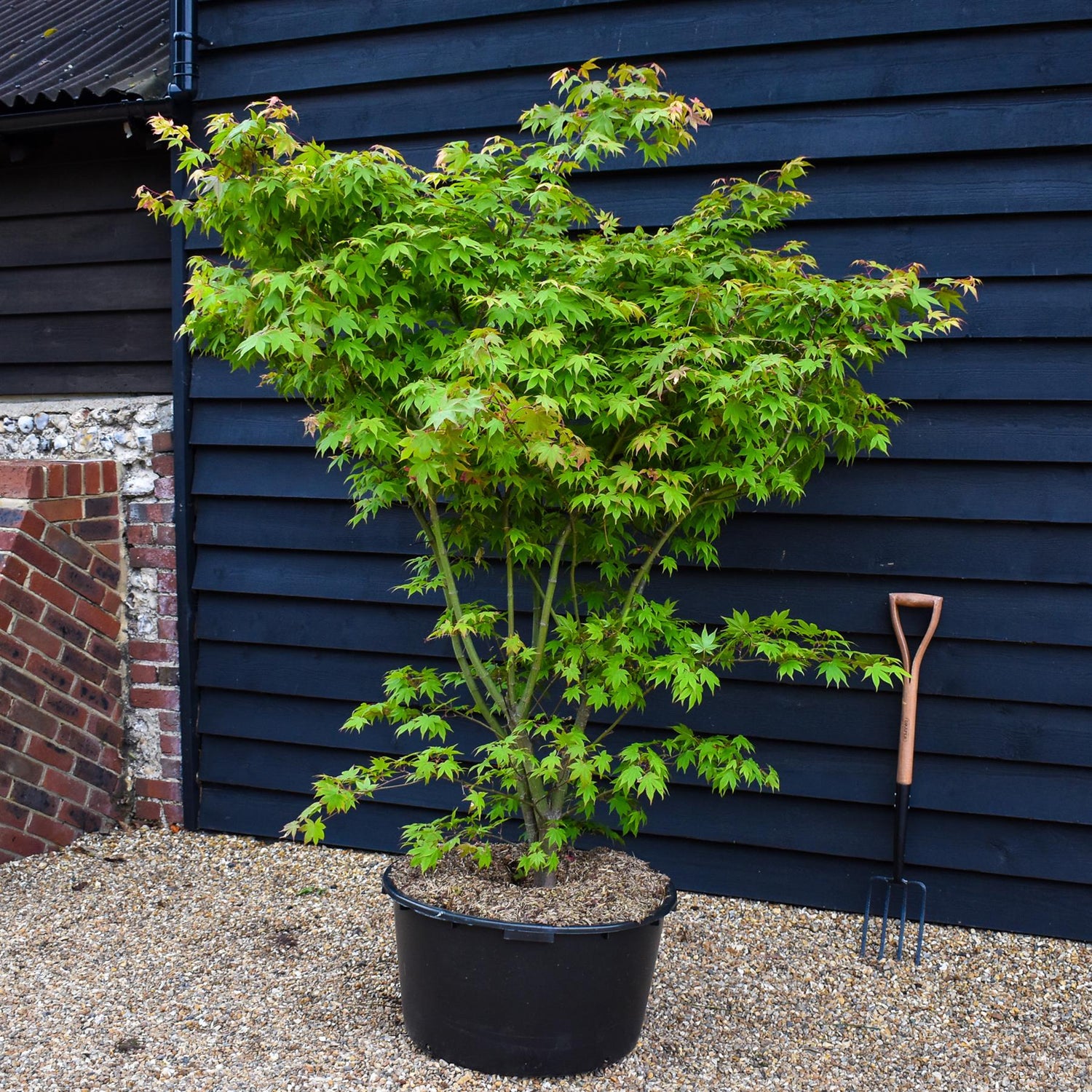Japanese maple 'Osakazuki' | Acer palmatum 'Osakazuki' -  Bushy - Height 180-200cm - 90lt
