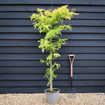 Gleditsia triacanthos Sunburst | Honey Locust 'Sunburst' - Height 140-180cm - 10lt