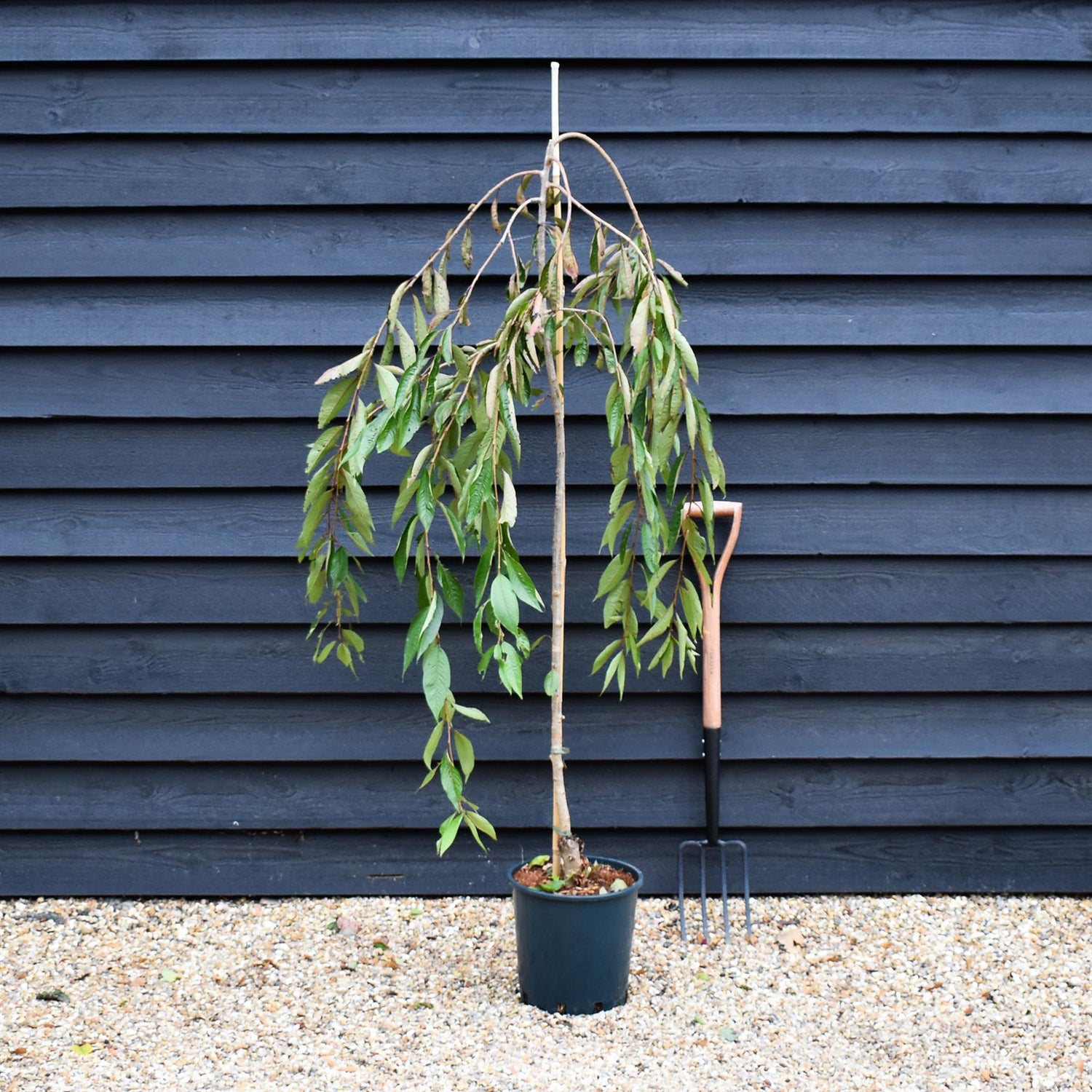 Prunus Subhirtella Pendula Rubra - Height 180-220cm - 12lt