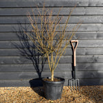 Euonymus alatus | Winged Spindle Tree - Height 120cm -30lt