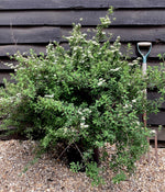 Spiraea Nipponica Snowmound - 12lt