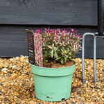 Hebe 'Blondie' - Height 10-20cm - 2lt