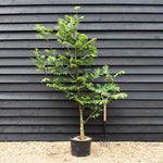 Caucasian wingnut | Pterocarya fraxinifolia - Height 220-250cm - Girth 12-14cm - 45lt