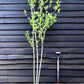 Hibiscus Tree 1/2 std | Rose of Sharon Clear Stem - 200-250cm, 30lt
