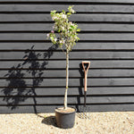 Apple tree 'Sunset' | Malus domestica - MM106 - Semi Dwarfing - Height 150-160cm - 20lt