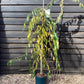 Prunus Marie Mallet |  Weeping Cherry 'Marie Mallet' - 150-200cm - 10lt
