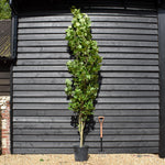 Liriodendron tulipifera 'Fastigiatum' | Tulip Tree 'Fastigiatum' - 200-210cm, 25lt