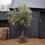 Olive Tree | Olea Europea - Specimen 19A - Gnarly Three Branched - Trunk height 90cm - Height 280-300cm - 230lt
