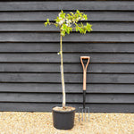 Cherry 'Sunburst' on Gisela | Prunus Avium - Semi-Dwarfing - Height 160-170cm - 20lt