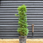 Taxus baccata | Yew - Bushy - Height 180-220cm - 50-70lt