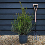 Myrtus communis Tarentina| Common Myrtle - Shrub - Height 60-70cm - 10lt