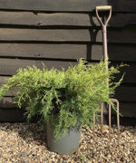 Juniperus pfitzeriana 'Old Gold' | Chinese Juniper - 20-30cm - 10lt