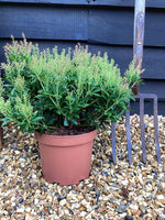 Pieris 'Debutante' - 55-60cm, 5lt