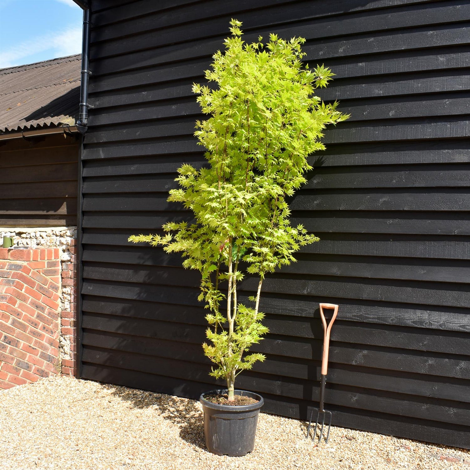 Acer palmatum 'Jordan' | Japanese maple 'Jordan' - Bushy - Height 230-240cm - 35lt