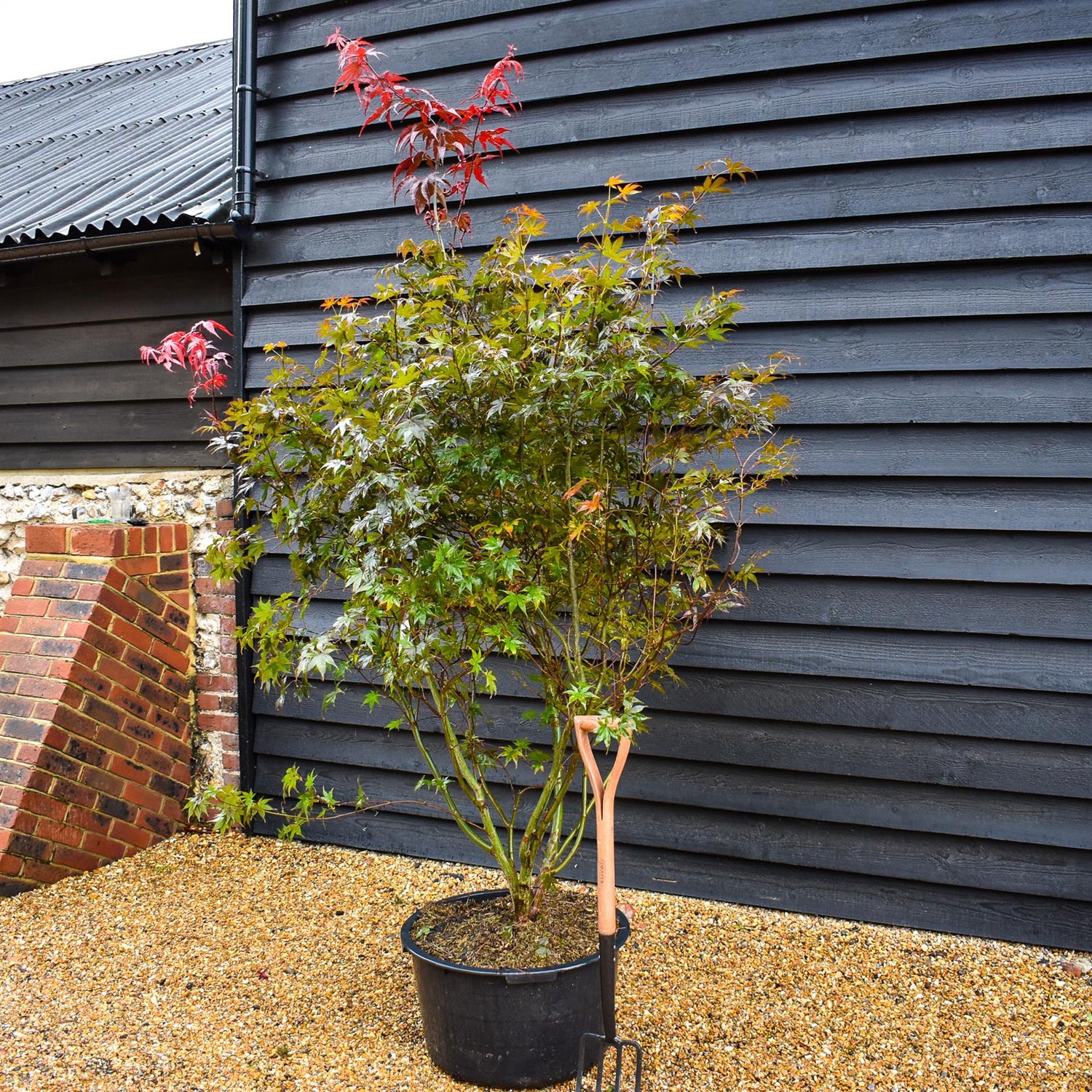 Bloodgood Japanese Maple | Acer palmatum 'Bloodgood' - Bushy - Width 150-200cm - Height 150-180cm - 65lt