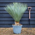 Yucca rostrata | Yucca rostrata - Trunk 10-20cm - Height 80-90cm - 20lt