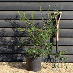 Osmanthus x burkwoodii | Burkwood Osmanthus - Height 60-80cm - 10lt