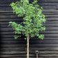 Liquidambar styraciflua | Sweet Gum Tree - Girth 08-10cm - 280-330cm - 50lt