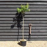 Plum tree Japanese - Santa Rosa | Prunus domestica - Height 100-120cm - 20lt