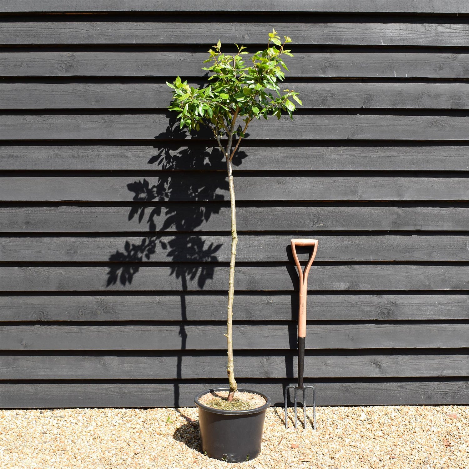 Plum tree Japanese - Santa Rosa | Prunus domestica - Height 100-120cm - 20lt