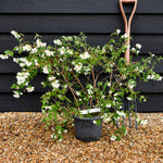 Philadelphus 'Casa Azul' - Shrub - Height 70-90cm -5lt