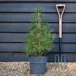 Sciadopitys Verticillata | Japanese umbrella tree - Height 50-70cm - 11lt