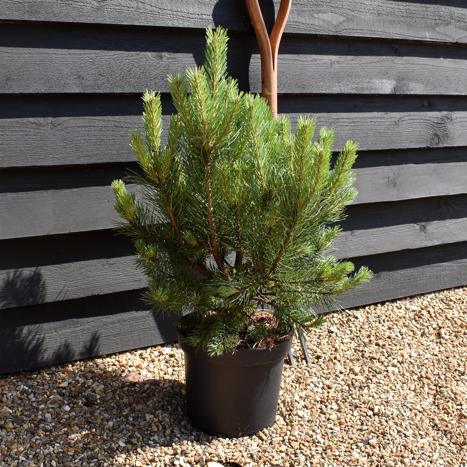 Pinus sylvestris 'Watereri' - Height 50-60cm - 7.5lt