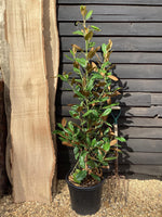 Magnolia Grandiflora 'Ferruginea' | Southern Magnolia - 175cm, 30lt