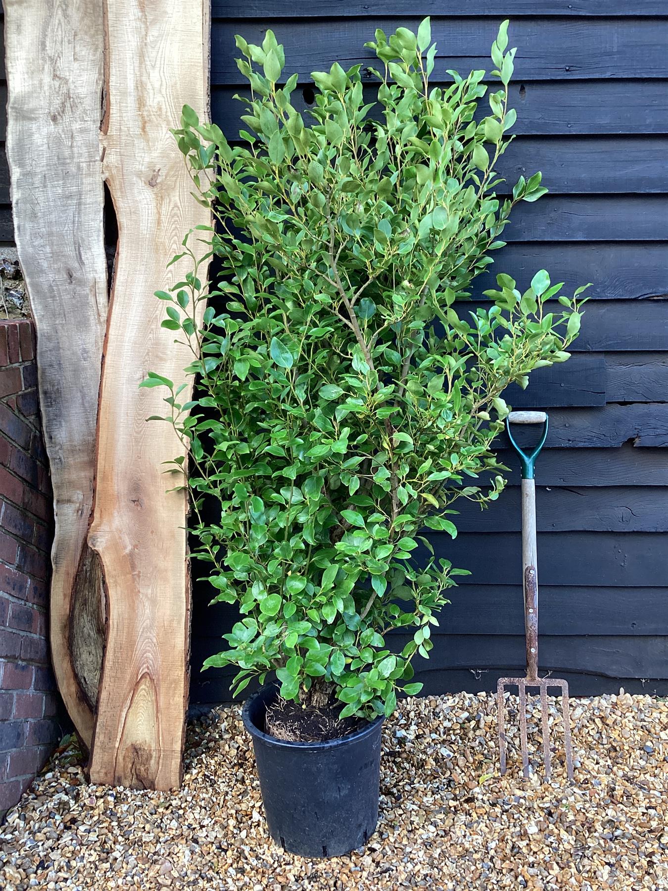 8 x Griselinia littoralis | New Zealand Broadleaf - Height 180-200cm, 25lt