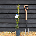Clematis cartmanii 'Avalanche' - Climber on cane - Height 100-120cm - 2lt