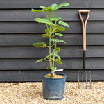 Paulownia elongata 'Futuro' - Height 40-70cm - 10lt