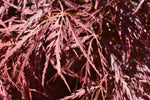 Laceleaf Japanese maple | Acer palmatum Dissectum - - Clear Stem 20cm - Height 50-80cm - 5lt