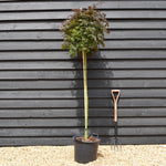 Japanese maple 'Orange Dream' | Acer palmatum -Three Quarter Standard - Clear Stem 160cm - Height 180-190cm - 30lt