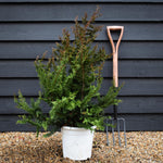 Chamaecyparis obtusa 'Teddy Bear' | Dwarf Hinoki Cypress - Height 90-100cm - 10lt