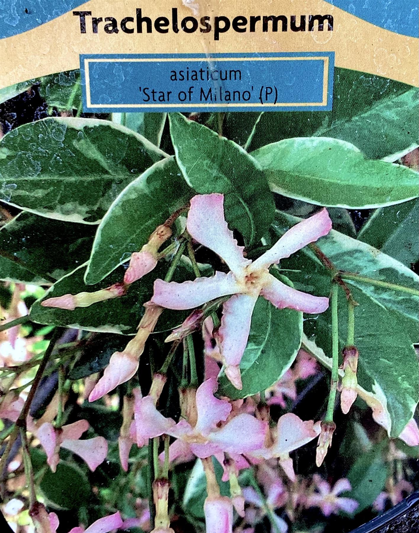 Trachelospermum | Star of Milano - 20-80cm, 5lt