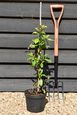Trachelospermum Jasminoides - Height - 60-90cm - 4lt
