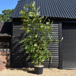 Caucasian wingnut | Pterocarya fraxinifolia -Height 320-350cm - Width 250cm -110lt