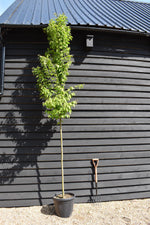 Carpinus betulus | European Hornbeam - 300-350cm, 35lt