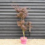 Acer palmatum 'Starfish' | Japanese maple 'Starfish' - 150-170cm - 15lt