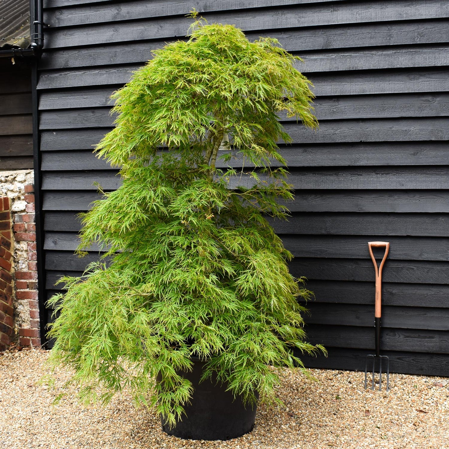 Acer palmatum dissectum | laceleaf Japanese maple - Height 220-240cm - 130lt