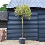 Ligustrum - Variegated - Clear Stem 210-220cm - Girth 23-25cm - Height 290-320cm -150lt