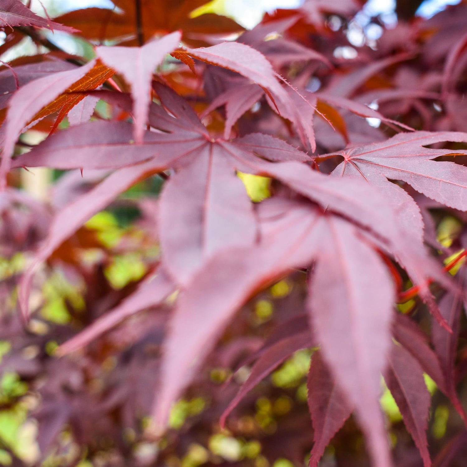 Acer palmatum 'Bloodgood' | Bloodgood Japanese Maple - Height 200-240cm - 130lt