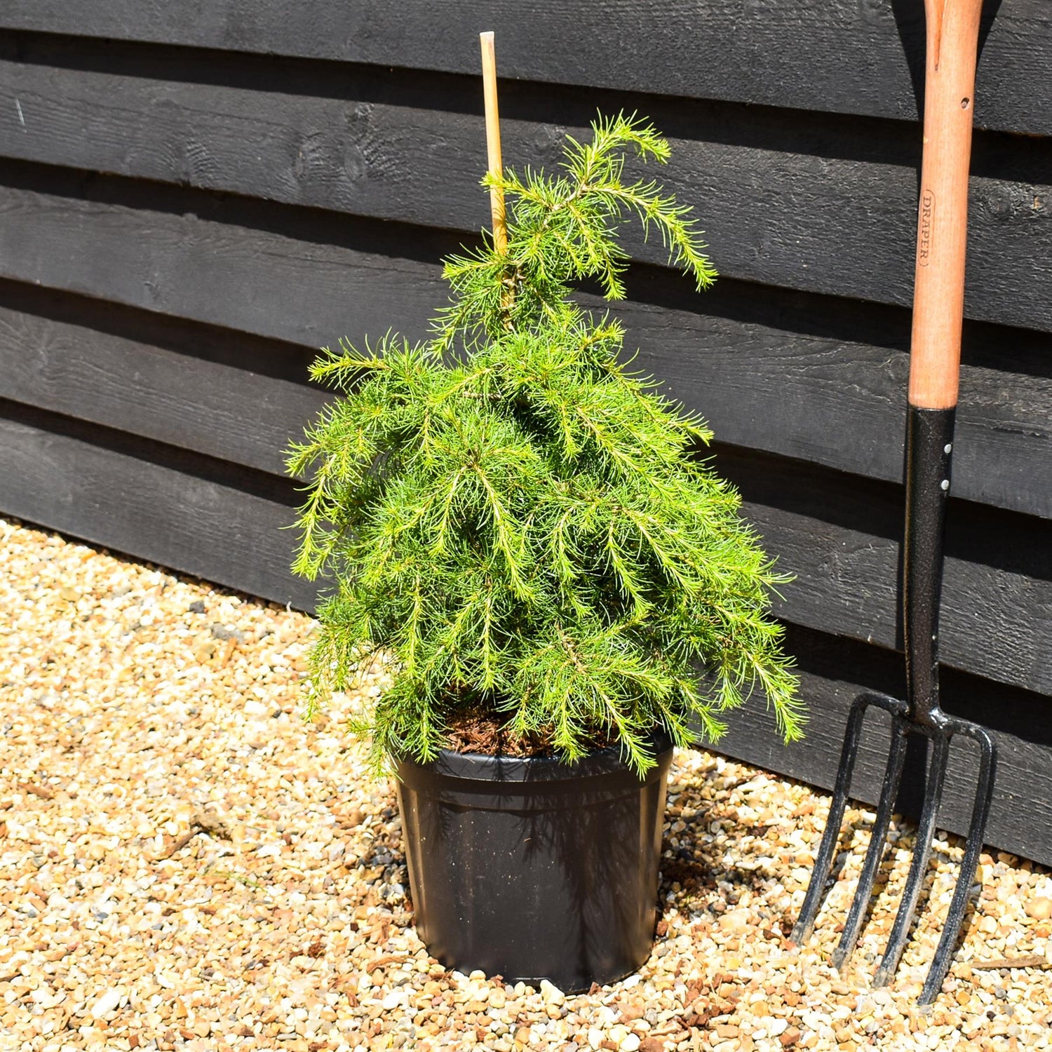 Cedrus libani 'Dino' | Cedar of Lebanon 'Dino'   - Height 40-60cm - 6lt