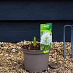 Allium Mont Blanc - 2lt