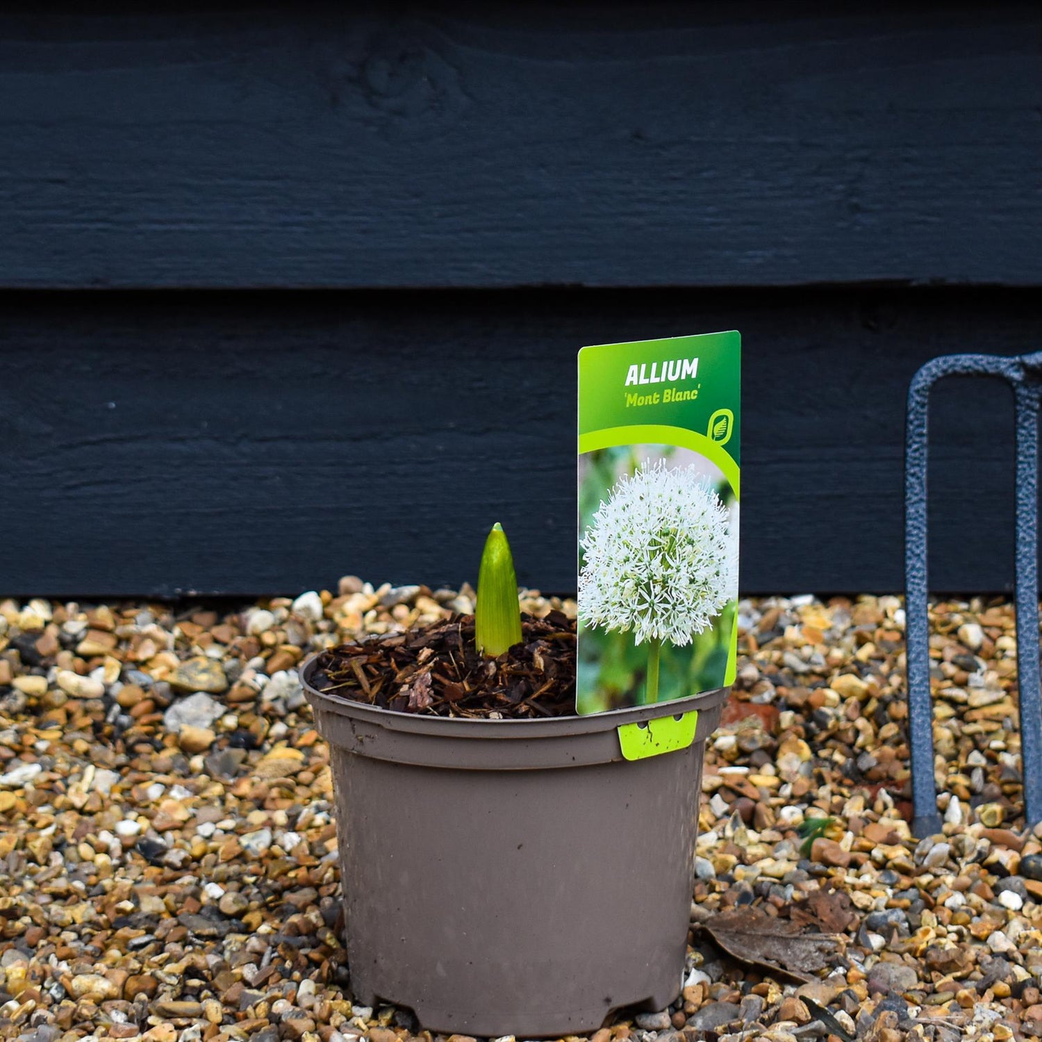Allium Mont Blanc - 2lt