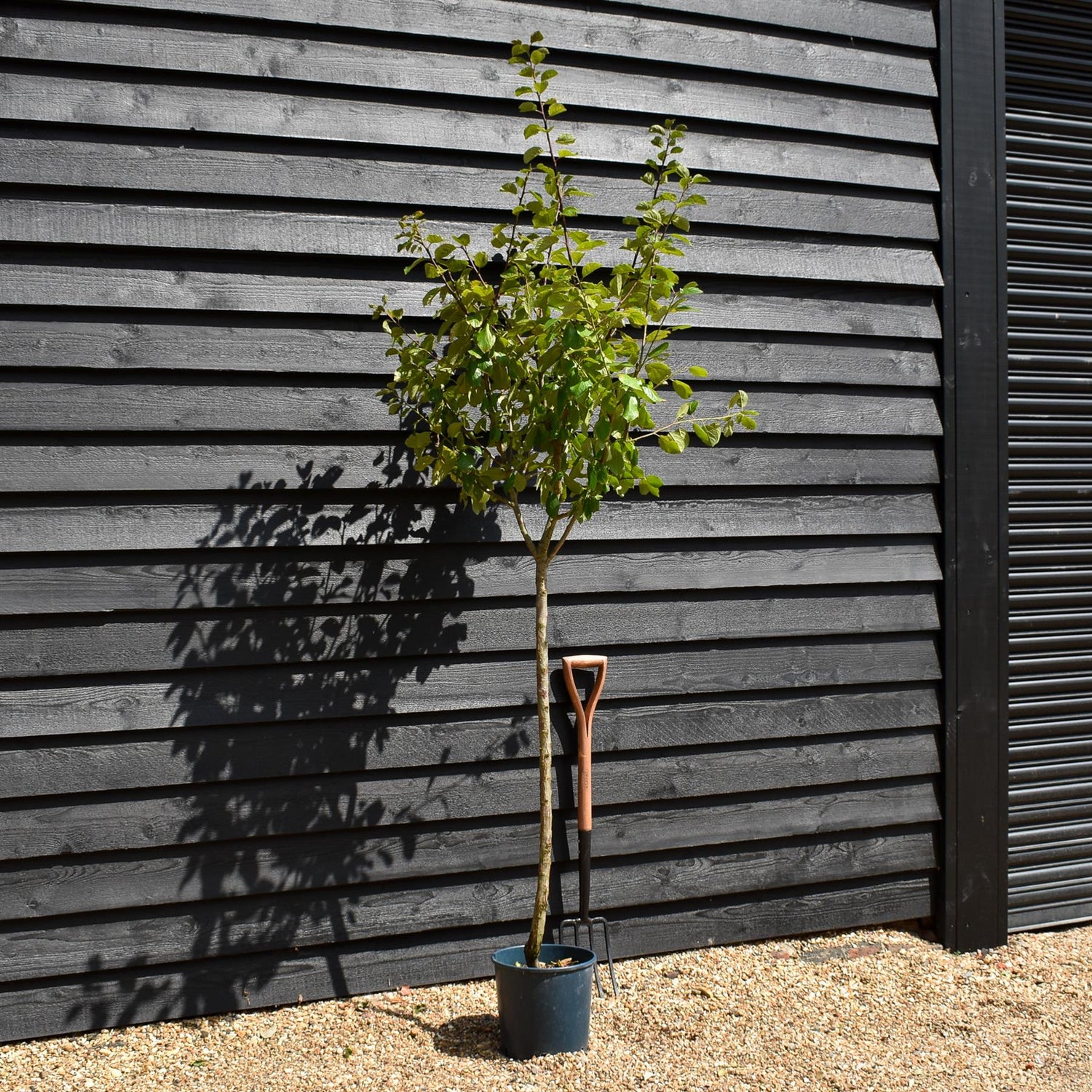 Plum tree 'Oullins Gage' | Prunus domestica - 150-160cm - 10lt