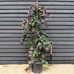 Cercis canadensis 'Ruby Falls' | Eastern Redbud - Twisted stem - Height 200-210cm - 45lt