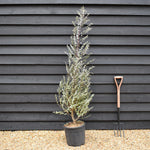 Eucalyptus gunnii Azura - Shrub - Height 150-170cm - 20lt