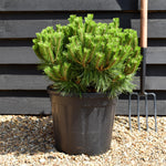 Pinus densiflora 'Low Glow' - Height 30-40cm - Width 50-60cm - 20lt
