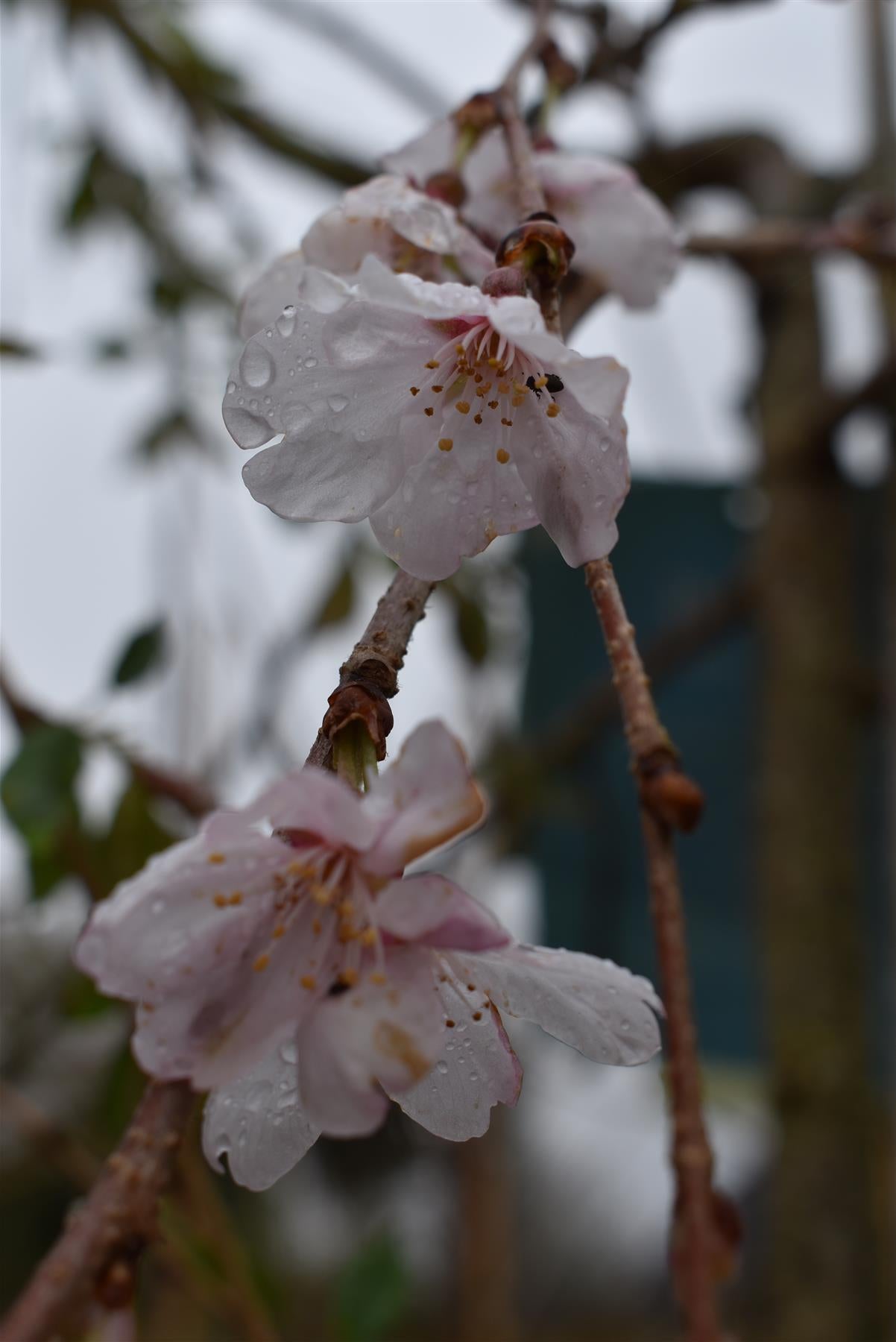 Prunus Marie Mallet |  Weeping Cherry 'Marie Mallet' - 150-200cm - 10lt
